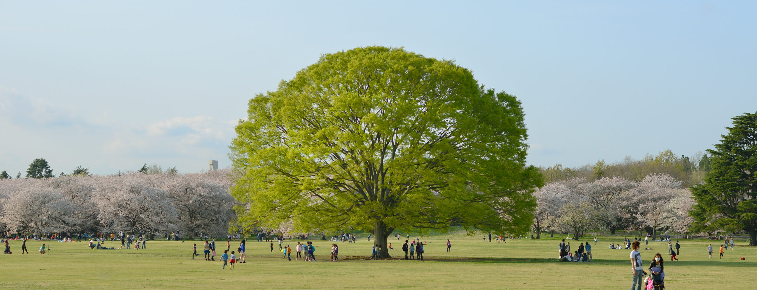 Harmony & Prosperity: Managing Wealthy Family Dynamics